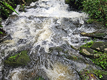 acari_009.jpg